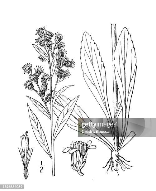 stockillustraties, clipart, cartoons en iconen met antique botany plant illustration: solidago virgaurea, european golden rod - goldenrod