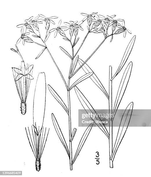 antique botany plant illustration: sericocarpus linifolius, narrow leaved white topped aster - tapered roots stock illustrations