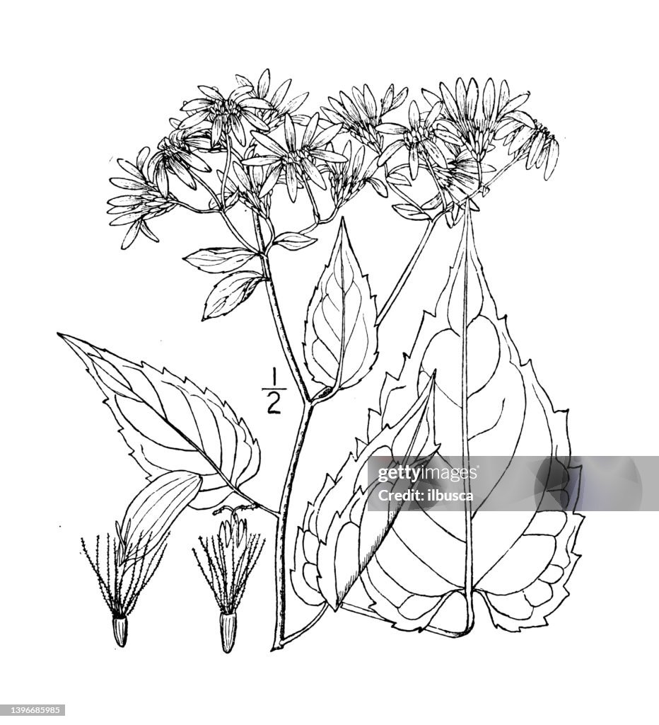 Antique botany plant illustration: Aster divaricatus, White wood Aster