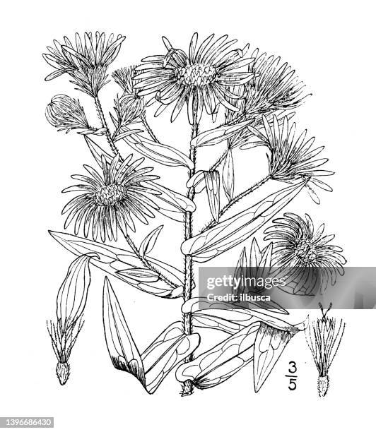 antique botany plant illustration: aster novae angliae, new england aster - aster novae angliae stock illustrations