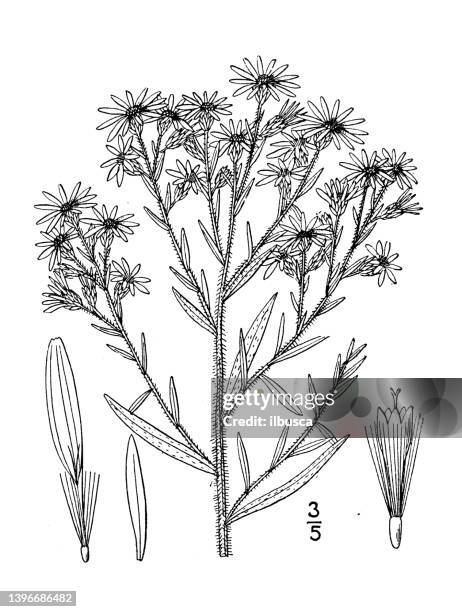 antique botany plant illustration: aster amethystinus, amethyst aster - amethyst stock illustrations