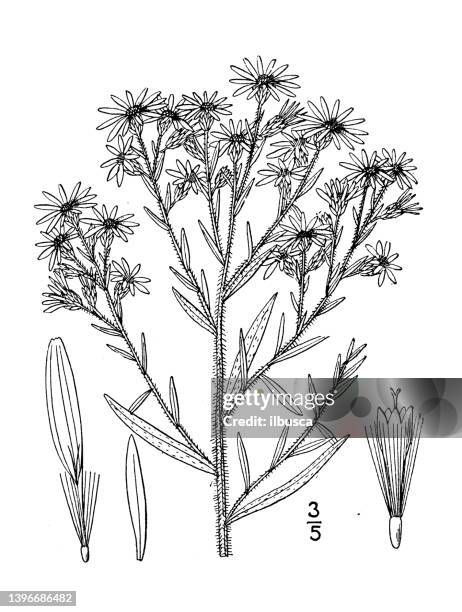 antique botany plant illustration: aster amethystinus, amethyst aster - stone crop plant stock illustrations