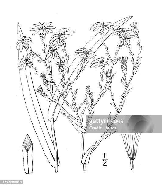 antique botany plant illustration: aster concinnus, narrow leaved smooth aster - tapered roots stock illustrations