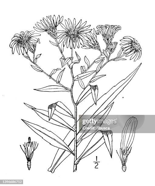 antique botany plant illustration: aster novi belgii, new york aster - aster novi belgii stock illustrations