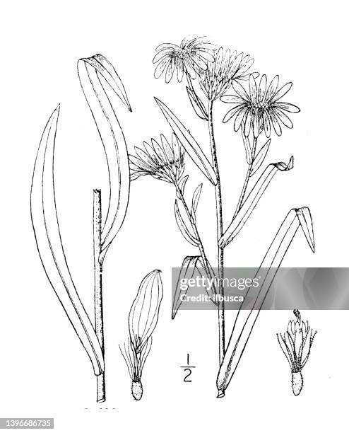 ilustraciones, imágenes clip art, dibujos animados e iconos de stock de ilustración de plantas botánicas antiguas: aster longifolius, aster de hojas largas - long stem flowers