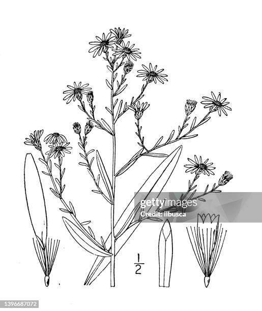 antique botany plant illustration: aster dumosus, bushy aster - aster dumosus stock illustrations
