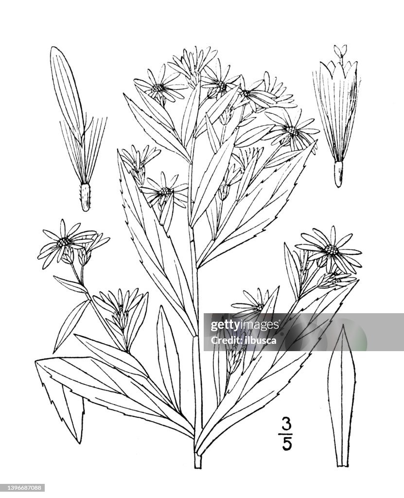 Antique botany plant illustration: Aster salicifolius, Willow Aster