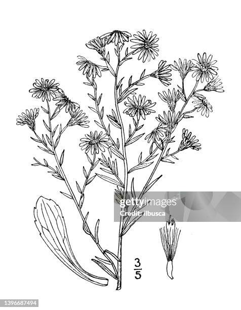 antique botany plant illustration: aster ericoides, white heath aster - heather stock illustrations