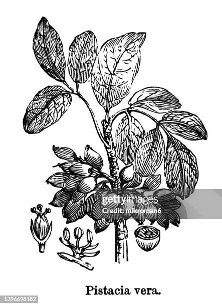 old engraved illustration of botany, the pistachio (pistacia vera) - pistachio tree 個照片及圖片檔