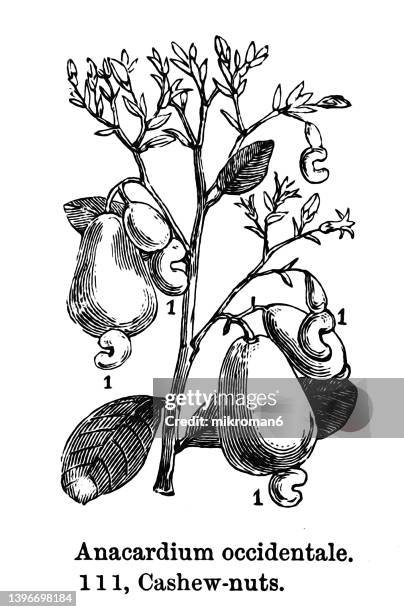 old engraved illustration of botany, the cashew tree (anacardium occidentale) - cashew illustration stock pictures, royalty-free photos & images