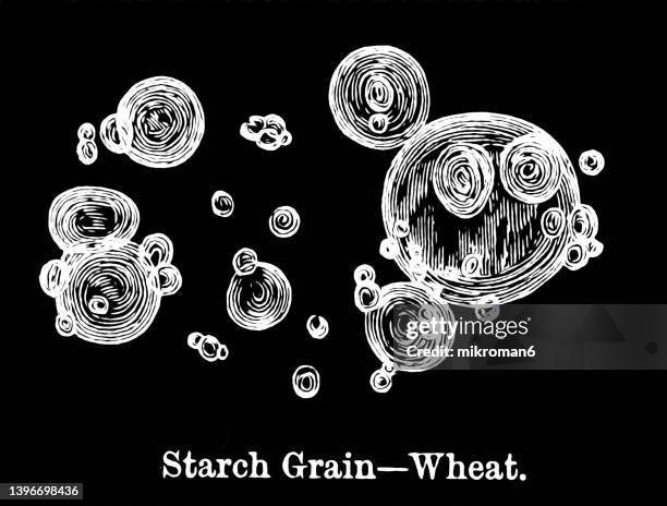 old engraved illustration of microscopy view of starch grain - wheat - grão de amido imagens e fotografias de stock