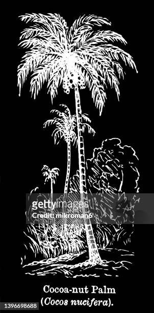 old engraved illustration of the coconut palm plant (cocos nucifera) - palmiers stockfoto's en -beelden