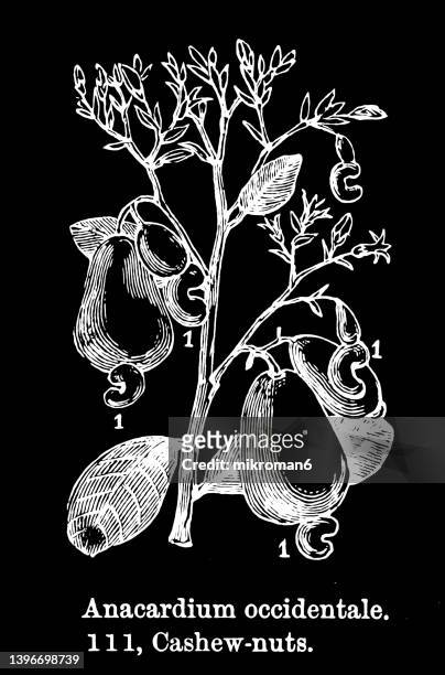 old engraved illustration of botany, the cashew tree (anacardium occidentale) - cashew illustration stock pictures, royalty-free photos & images