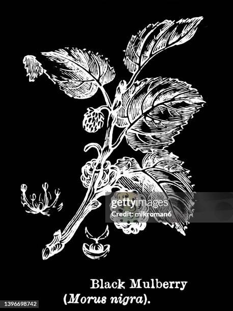 old engraved illustration of botany - black mulberry (morus nigra) - mulberry fruit stock pictures, royalty-free photos & images