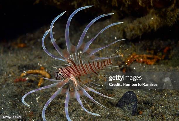 the lionfish;an invader that threatens the western atlantic. - macchina fotografica subacquea foto e immagini stock