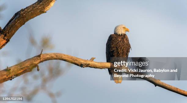 beautiful early morning light on bald eagle at kootenai wildlife refuge, idaho - perch stockfoto's en -beelden