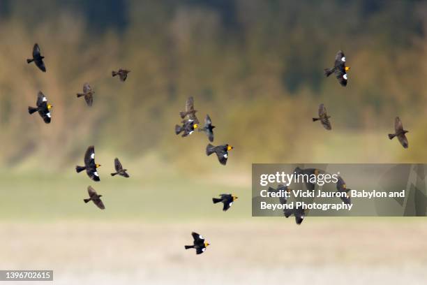 flock of yellow headed blackbirds flying together at kootenai wildlife refuge, idaho - blackbird stock pictures, royalty-free photos & images