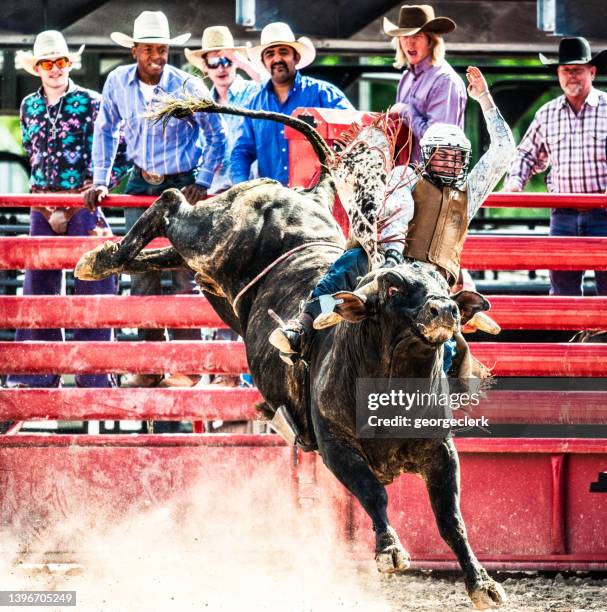 bull riding at a rodeo - bull riding imagens e fotografias de stock