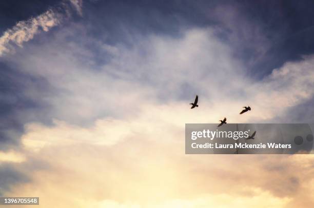 pelicans at sunrise - virginia beach va stock pictures, royalty-free photos & images