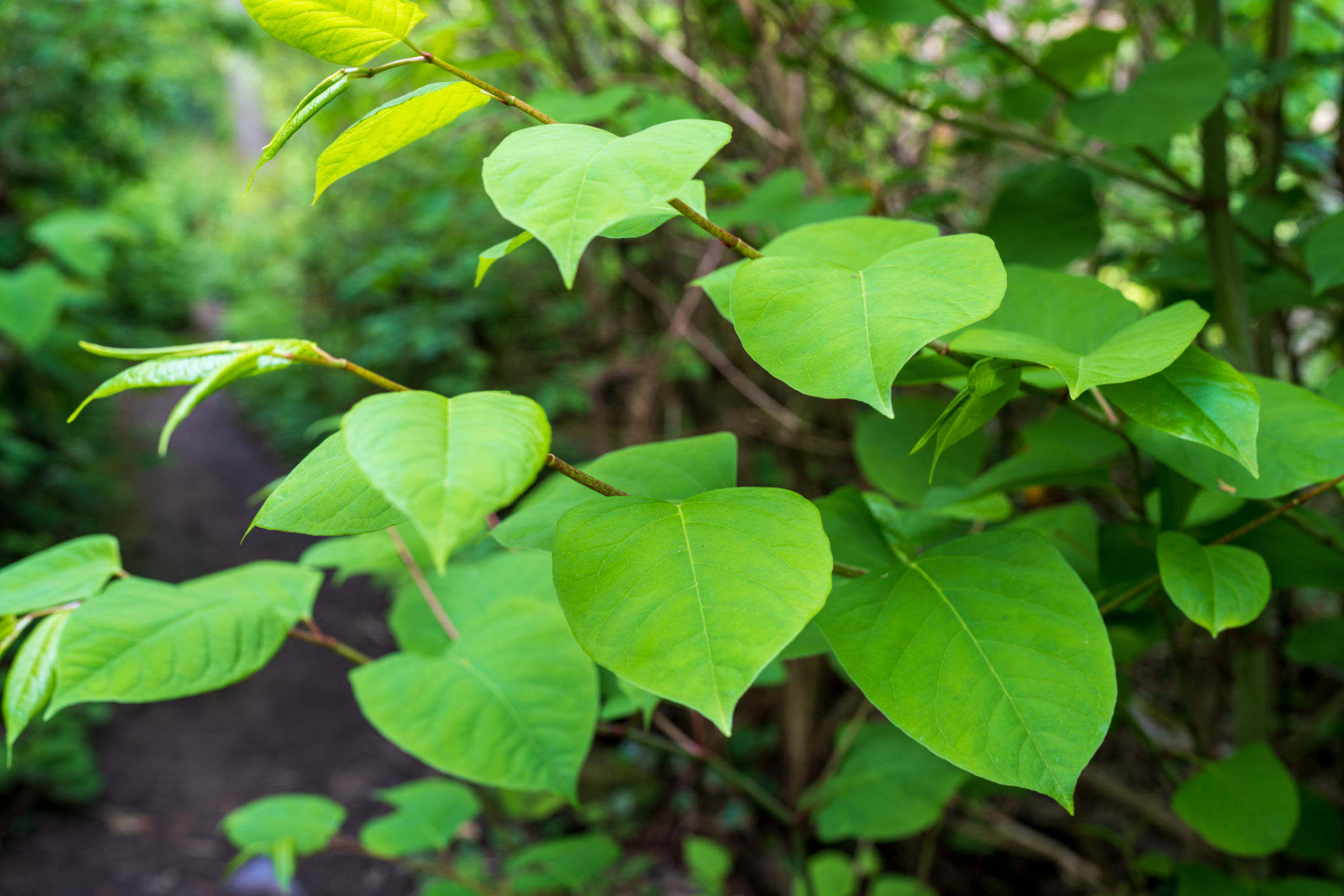 invasive plants