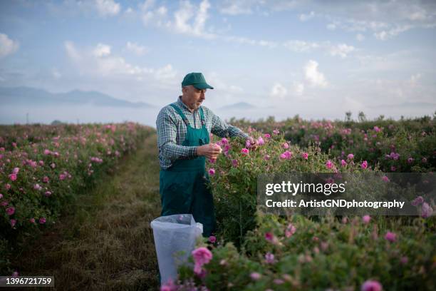 elderly farmer harvesting rosa damascena. - pink collared shirt stock pictures, royalty-free photos & images