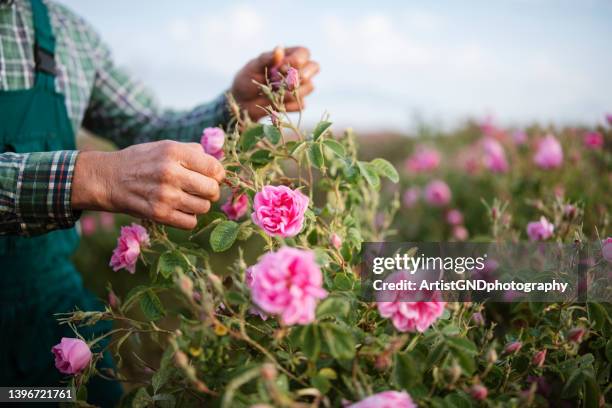 ernte rosenblüten auf landwirtschaftlichen feldern. - bush live stock-fotos und bilder