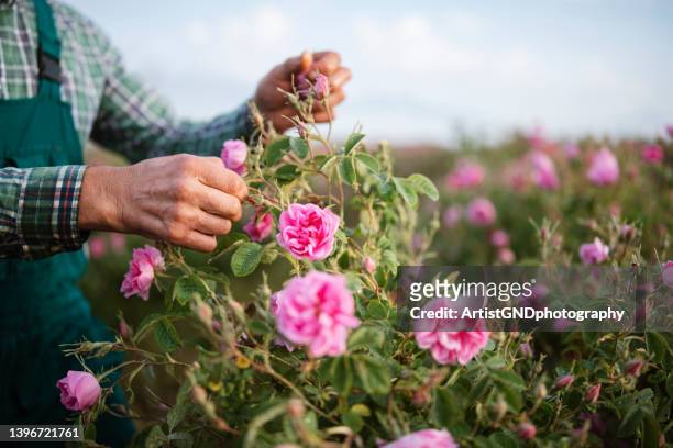 harvest rose blossom on agriculture field. - ros bildbanksfoton och bilder