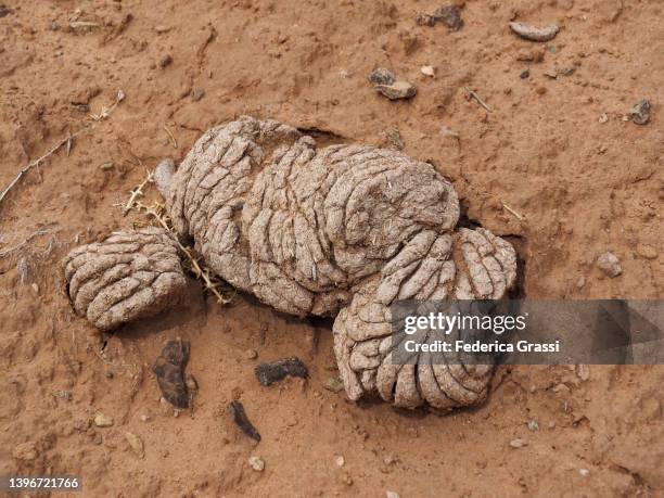 cow droppings on the sand at recapture pocket - bears ears national monument stock-fotos und bilder