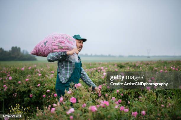 senior farm worker harvesting rosa damascena in rose fields. - damask rose stock pictures, royalty-free photos & images