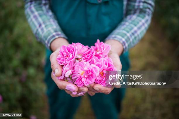 farmer hands holding rose blossoms while harvesting. - picking petals imagens e fotografias de stock