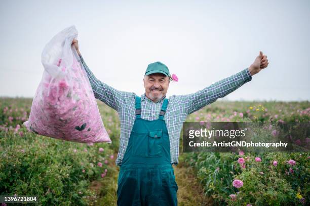 portrait of happy senior farm worker on a rose harvest day. - damask rose stock pictures, royalty-free photos & images