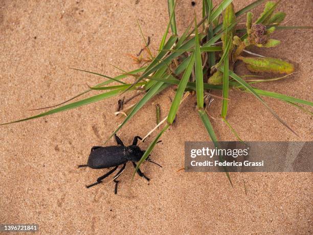 stink beetle (eleodes) on the sand at recapture pocket, bluff, utah - tenebrionid beetle stock pictures, royalty-free photos & images