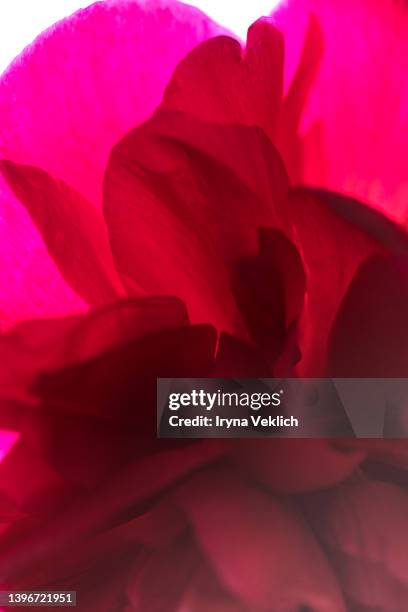 pink  red purple peony flower background. - peony petal stock pictures, royalty-free photos & images