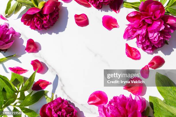 beautiful pink red purple peony flowers over white marble  background. - rose bush stock pictures, royalty-free photos & images