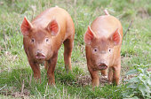 Tamworth Piglets
