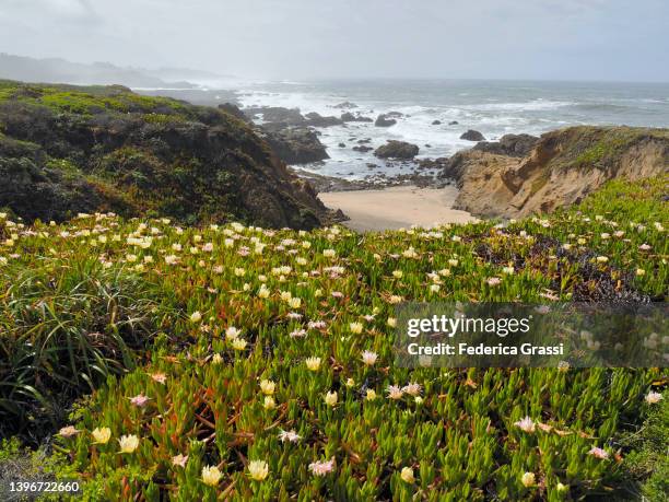 springtime flowers on the beach at bean hollow state park - pescadero stock pictures, royalty-free photos & images