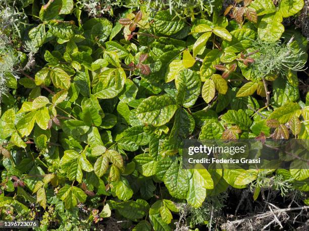 poison oak (toxicodendron diversilobum), monterey, california - poison oak foto e immagini stock