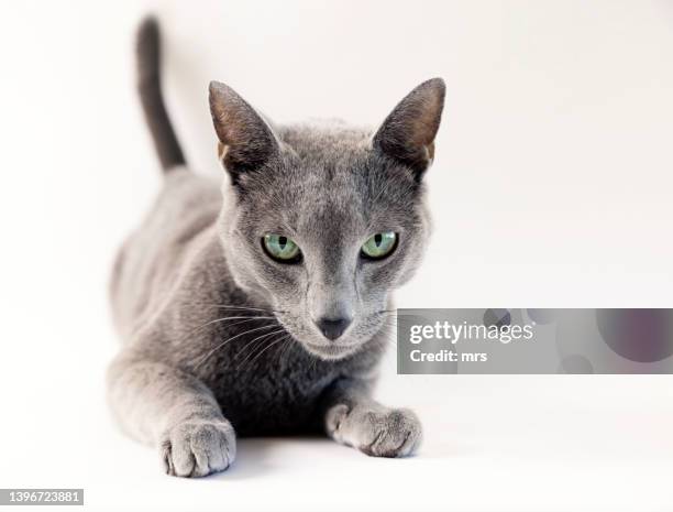 grey cat - purebred cat stock pictures, royalty-free photos & images