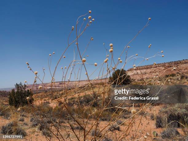 dry seed pods, vermillion cliffs national monument, utah - endemic stock pictures, royalty-free photos & images