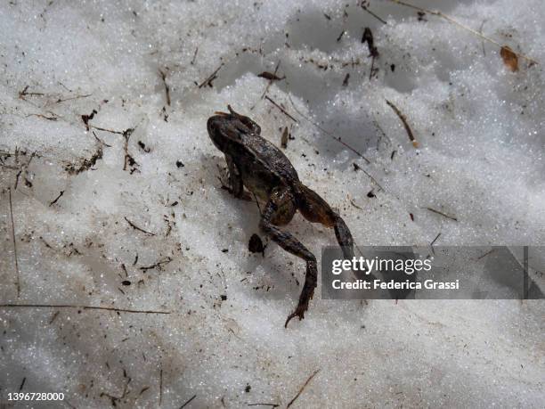 Frog In Snow 169 Frogs On Ice Stock Photos, High-Res Pictures, and Images - Getty Images