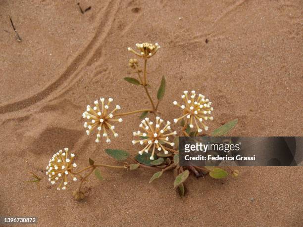 snowball sand verbena (abronia fragrans) - bears ears national monument stock-fotos und bilder