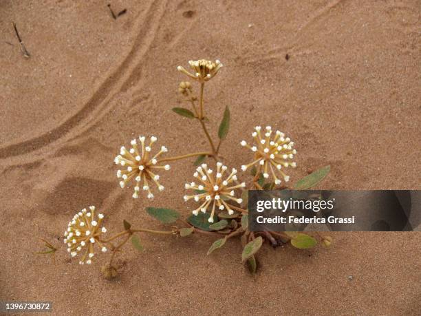 snowball sand verbena (abronia fragrans) - bears ears national monument stock pictures, royalty-free photos & images