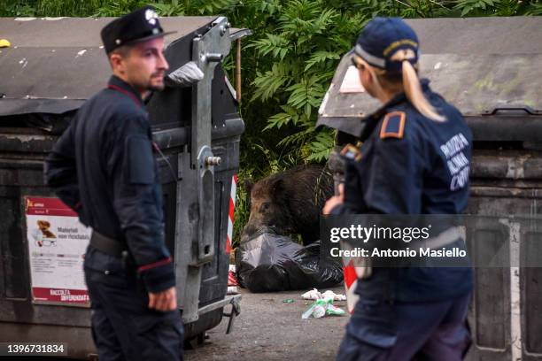 Carabinieri officer and Local police monitor look to a wild boar eating garbage near trash bins at 'Red Zone', on May 11, 2022 in Rome, Italy. Health...