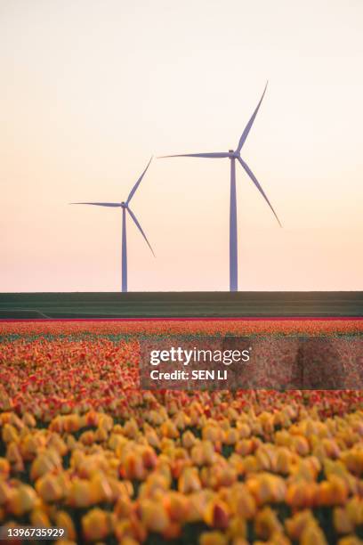 tulip fields and rows of grand wind turbines at dusk in noordoostpolder part of netherlands - dutch windmill bildbanksfoton och bilder