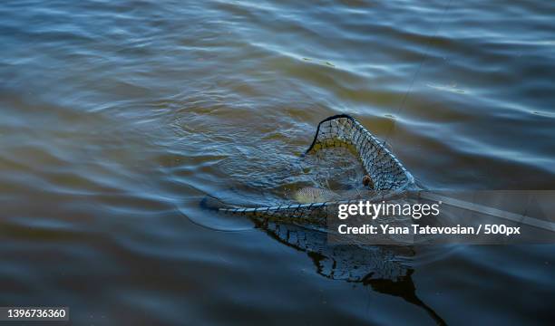 fishing fish on the hook selective focus - wobbler stock-fotos und bilder