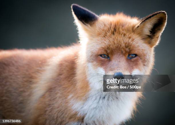 red fox,close-up portrait of red fox standing on field,amsterdamse waterleidingduinen ingang zandvoortselaan,netherlands - amsterdamse bos stock pictures, royalty-free photos & images