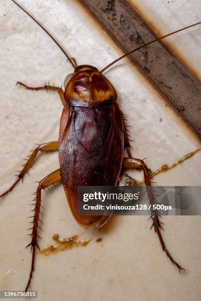 dead american cockroach,close-up of insect on wood - blatta americana stock pictures, royalty-free photos & images