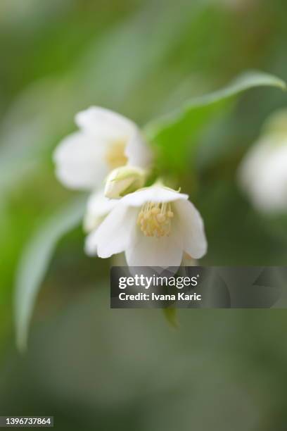 two flowers in a jasmine bush shot from close up with green leaves in background - jasmine foto e immagini stock