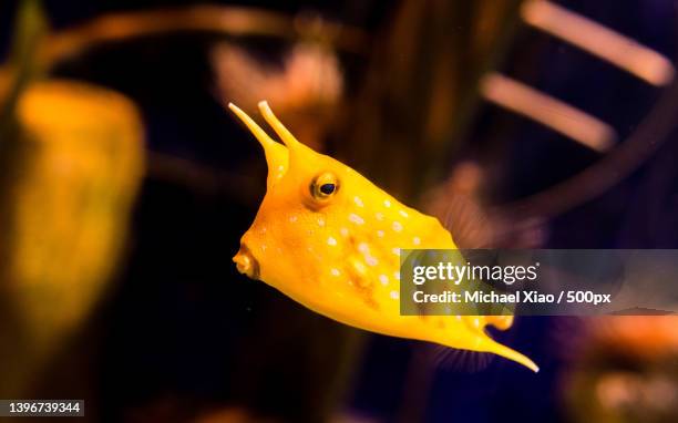 a longhorn cowfish in aquarium,close-up of puffer tropical cowtrunklonghorn cowsaltwater fish swimming in sea,united arab emirates - longhorn cowfish stock pictures, royalty-free photos & images