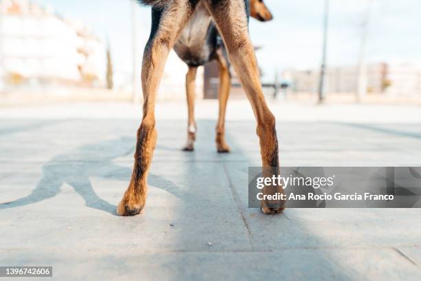 Dog Rear View Photos et images de collection - Getty Images